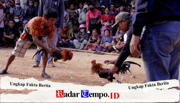 Sabung Ayam Diduga Marak di Kedungrejo, Warga Pertanyakan Sikap Aparat