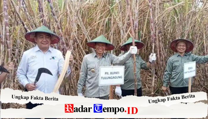 Tebu Bongkar Ratoon Dongkrak Produktivitas hingga 120 Ton per Hektare