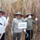 Tebu Bongkar Ratoon Dongkrak Produktivitas hingga 120 Ton per Hektare