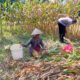 Bahu-Membahu di Ladang Jagung, Jajaran Polresta Malang Kota Bersama Warga Wujudkan Ketahanan Pangan