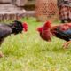 Usai Digerebek, Dugaan Judi Sabung Ayam Malang Disorot Publik