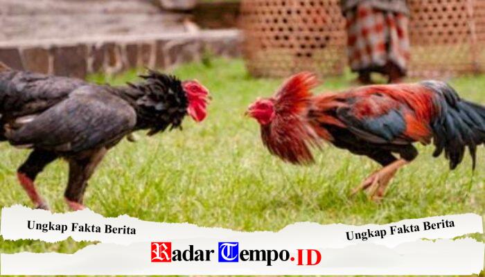 Dugaan Arena Sabung Ayam di Loceret dan Sukomoro, Polres Nganjuk Bungkam